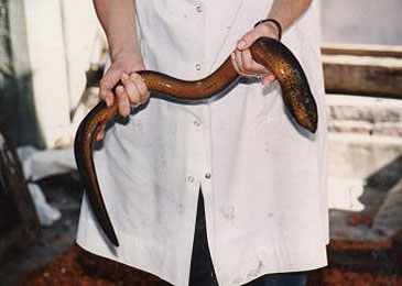 Record photograph for Synbranchus marmoratus